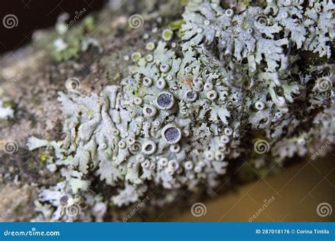 Physcia Aipolia, Commonly Known As Hoary Rosette Lichen, is a Species of Fungal Lichen in the ...
