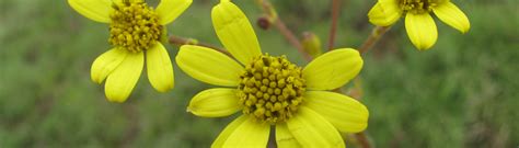 E-Flora Kerala | Flowering plants of Kerala