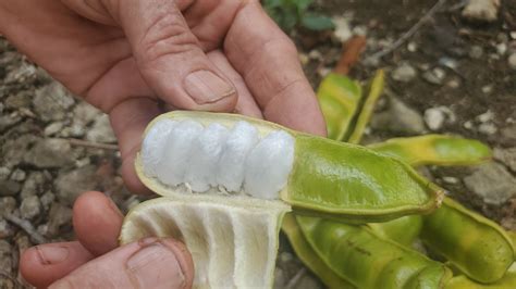 Refreshing Jamaican Sorrel | Here's A Simple Recipe