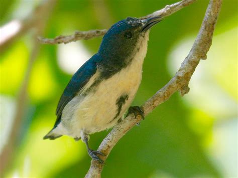 Cambodian Flowerpecker - eBird
