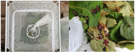 Evaluating the Effectiveness of Insecticides on Spotted Lanternfly ...