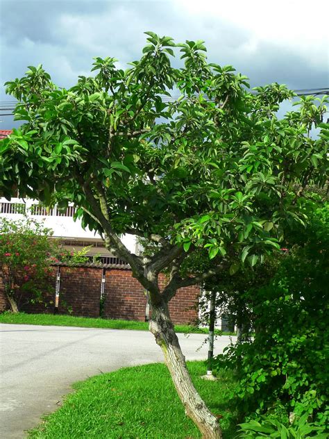 Image result for Avocado Tree Pruning