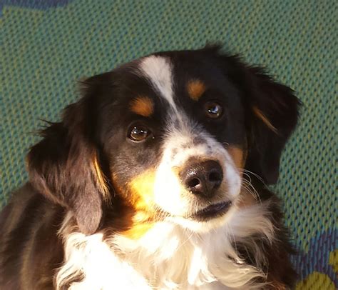 Sancair Mini Aussies | Miniature Australian Shepherd Breeder | Murrieta ...