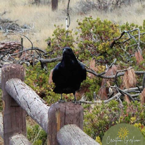 Raven Animal Symbolism and Fun Facts - Creation Girl - Marnie Kuhns