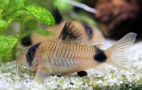 Image result for Fish in Turtle Python