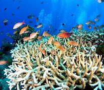 Image result for reef 礁或生物层