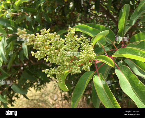 laurel sumac (Malosma laurina) Plantae Stock Photo - Alamy