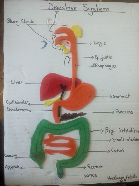 Image result for Digestive System Making Model