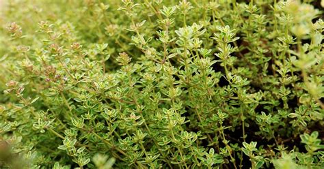 How to Plant and Grow Lemon Thyme | Gardener’s Path