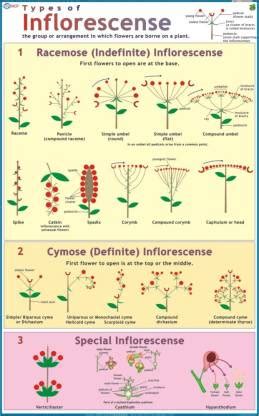 Inflorescence Chart Paper Print - Educational posters in India - Buy ...