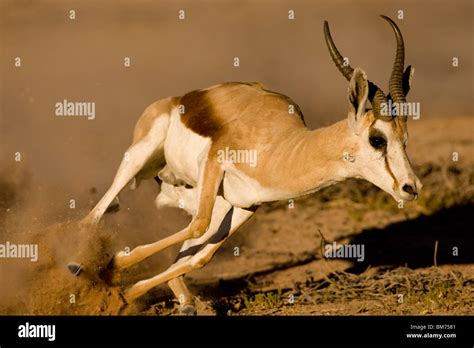 Image result for Springbok Running