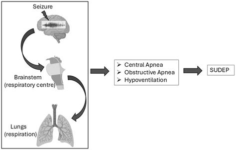 The Crucial Interplay Between the Lungs, Brain, and Heart to Understand ...