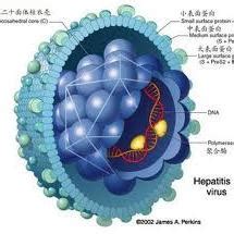 HBV感染是什么意思_中华康网