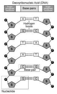Image result for DNA Microarray Kit