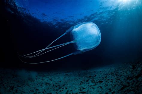 Beyond The Box Jellyfish: Discover The Most Toxic Animal In The World