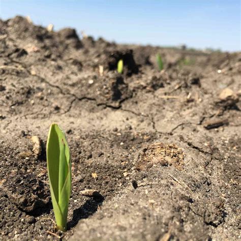 Image result for Corn Planting