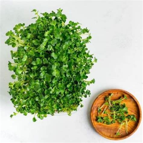 Microgreens Kit - Pack of 2 Seeds - DIY Grow Kit - Micro Greens Grow ...