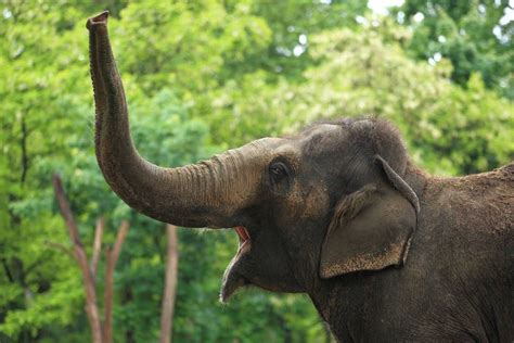 Asian Elephant - Elephant Hills, Thailand