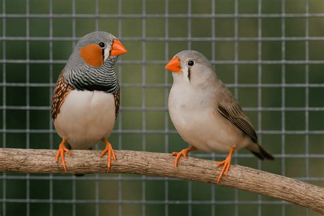 Types Of Pet Finches That You Can Keep | FinchGuy