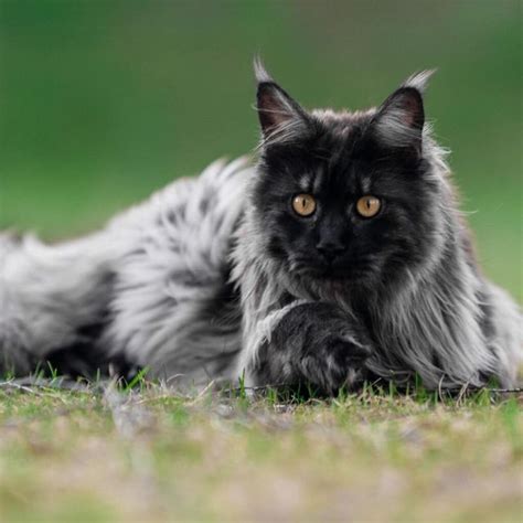 17 Beautiful Gray Smoke Maine Coon Cats (Instagram Famous) - MaineCoon.org