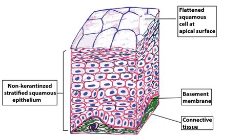 Non Keratinized Stratified Squamous Epithelium Diagram AnatomyBox