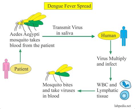 Dengue: síntomas y cómo tratar esta enfermedad del aedes aegypti ...