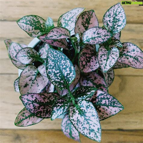 Lucy Luna | Gethu Cinema