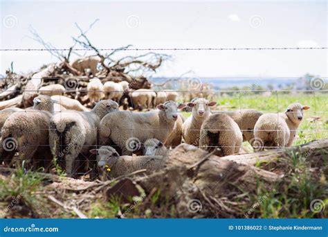 Merino Wool Sheep