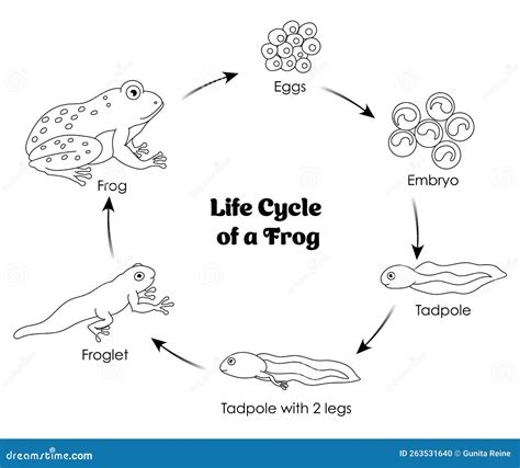 Frog Cycle 的图像结果