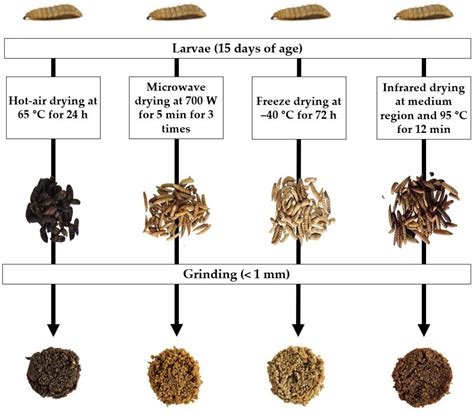 Drying Methods for Black Soldier Fly (Hermetia illucens) Larvae as a ...