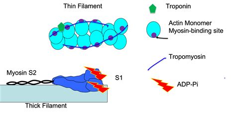 Crossbridge Model of Muscle Contraction 的图像结果
