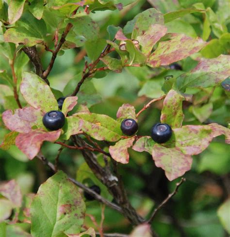 Wild Mountain blue huckleberries