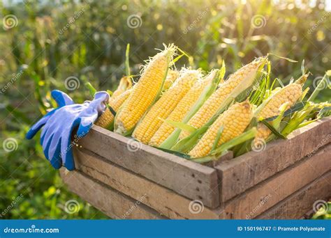 Sweet Corn, Organic Sweet Corn Harvested in a Wooden Crate. the ...