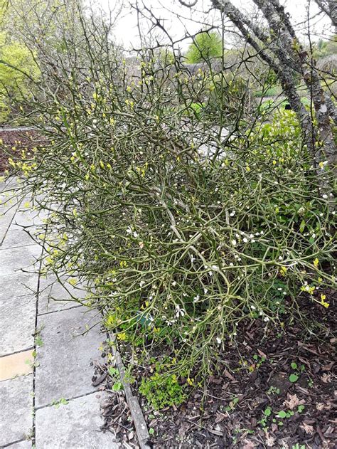 Citrus trifoliata - Japanese bitter orange, bitter orange, Chinese ...