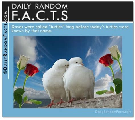 Image result for Appropriate Random Facts