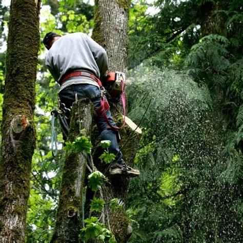 Image result for Houston TX Tree Service