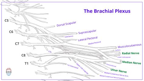 Brachial Plexus Anatomy: Roots, Trunks, Divisions, Cords & Branches