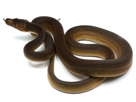 Image result for Tiger Golden Child Reticulated Python