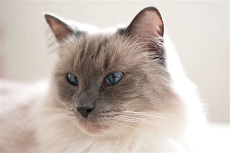 Image result for Ragdoll Engine GUI Script