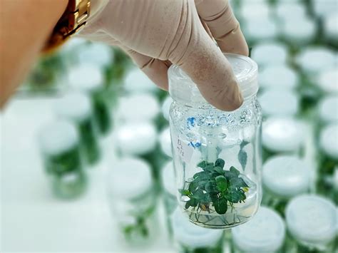 Get back to basics: What is Tissue Culture? - Plant Cell Technology ...