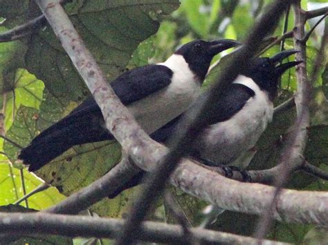 Piping Crow - eBird