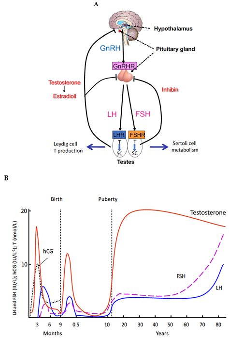 Follicle Stimulating Hormone Diagram Detailed Understanding Of