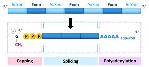 Image result for RNA Processing Animation