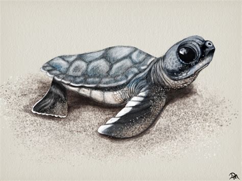 Baby Sea Turtle Drawing at PaintingValley.com | Explore collection of Baby Sea Turtle Drawing