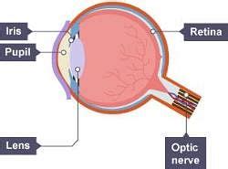 Cameras and the Human Eye - Year 7 PDF Download