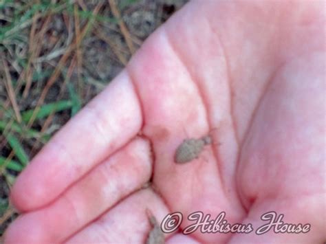 Image result for Doodlebug Insect