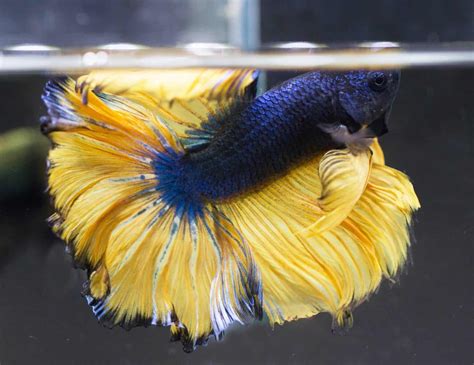 Image result for Betta Fish Compatibility