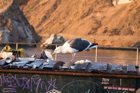 How Throwing Polythene and Plastic Waste Puts Pets’ Lives in Danger