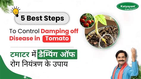 Tips to Manage Damping Off in Tomato Plants | Effective Control