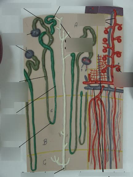 Image result for Nephron Model Project Images Using Clay